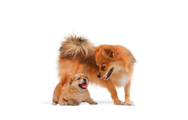 Pet portrait of brown Long-haired Chihuahua bitch dog with Little Chihuahua and Pomeranian...