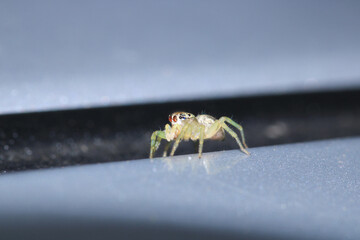 little jumping spider macro photo