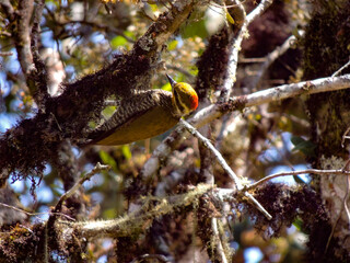 beautiful bird on a tree