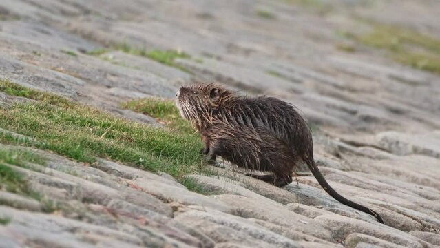 Native south american rodent species, small wet nutria, myocastor coypus with long tail foraging on the riverbank in the urban environment at daytime.