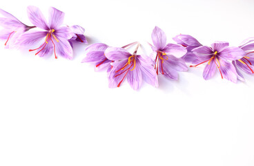 Floral pattern made of the pink saffron crocus. Flat lay, top view. Valentine's background. Floral pattern. The pattern of flowers. Flowers pattern texture.