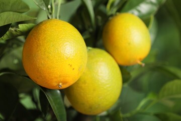 Closeup view of lemon tree with ripe fruits outdoors