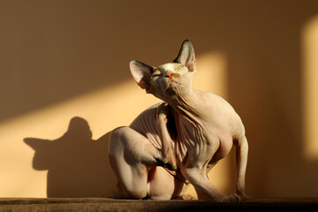 Adorable Sphynx cat on sofa near beige wall. Cute pet