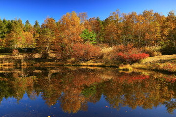 岩手県八幡平市　紅葉の安比高原