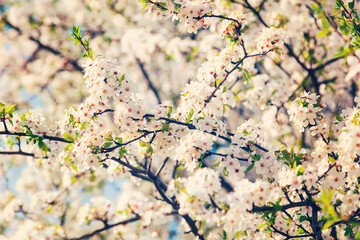 Vintage retro effect filtered hipster style image of apple tree blossoming branch in spring