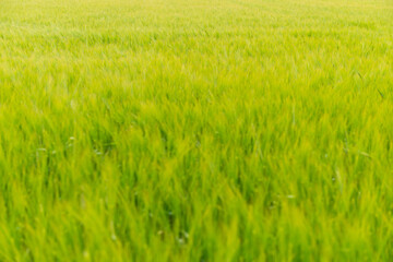 green wheat field