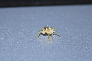 little jumping spider macro photo
