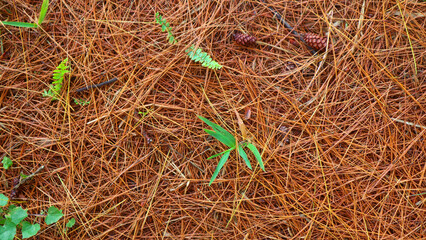 dried pine leaves as a background