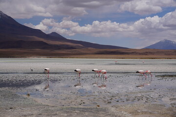 Bolivians mountains