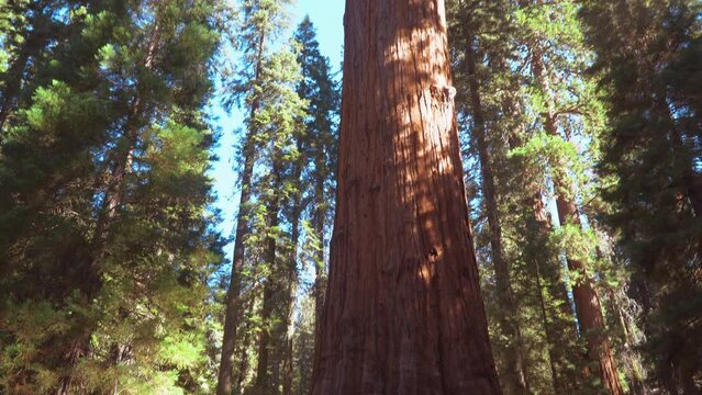 Sequoia National Park, California. USA - August 31, 2022: General Sherman