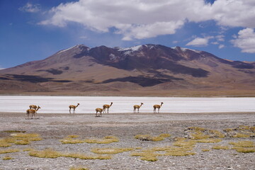 Bolivians mountains