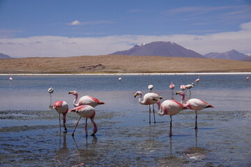 Bolivians mountains
