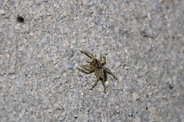 little jumping spider macro photo