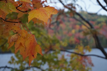 Autumn next to the park