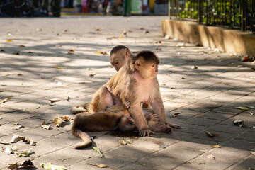 A capuchin monkey family and a baby monkey drinking milk from its mother's breast on the street of...
