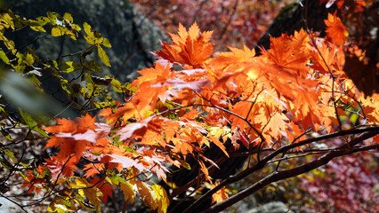 The autumn leaves and nature of Bukhansan Mountain are beautiful.