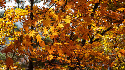The autumn leaves and nature of Bukhansan Mountain are beautiful.