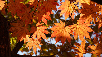 The autumn leaves and nature of Bukhansan Mountain are beautiful.