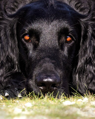 black dog portrait