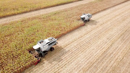 Luftbild Ernte: Zwei Maishäcksler auf einem Feld bei der Ernte von Mais, Maishäckseln,...