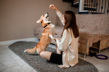 Attractive girl hug and play with corgi dog at home. Welsh Corgi Pembroke with his owner woman on the floor at living room