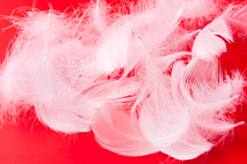 White feathers on red background 