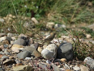 rock pipit (Anthus petrosus) perched on stone in its coastal home