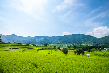 Fototapeta premium 宮崎県高千穂町 棚田風景 