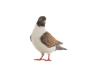 german modena pigeon isolated on white background