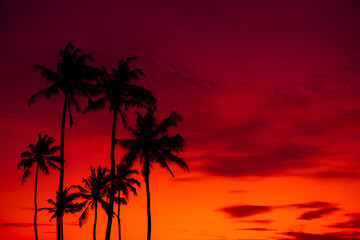 Naklejka na ściany i meble Tropical sunset with coconut palm trees silhouettes on beach