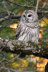 chouette rayée, strix varia, perchée dans son environnement fôrestier