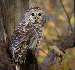 chouette rayée, strix varia, perchée dans son environnement forestier