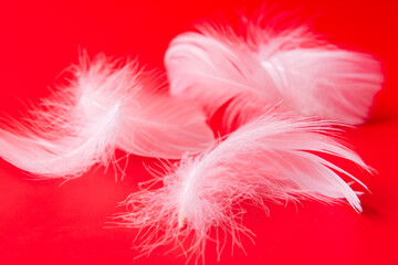 Obraz premium White feathers on red background 