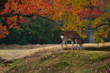秋の奈良公園の鹿
