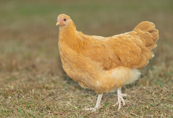 Chicken hen that is gold colored
