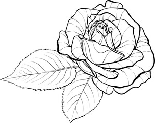 Rosebud with leaves. Illustration sketch in black and white style. Vector.