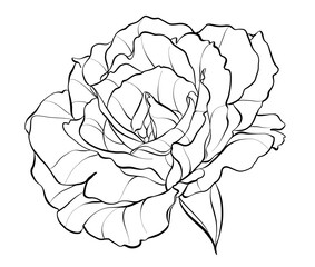 Rosebud. A beautiful opened flower. Illustration sketch in black and white in a linear style for the design of postcards. Vector.