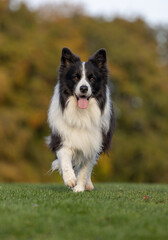 border collie dog