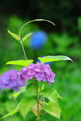 雨に濡れて咲く