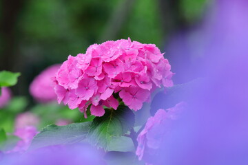 雨に濡れて咲く