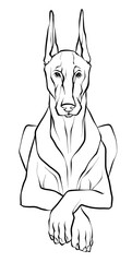 Drawing, a graceful Doberman dog lying in a Sphinx pose. Illustration of a black and white sketch. Vector.