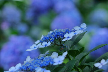 雨に濡れて咲く