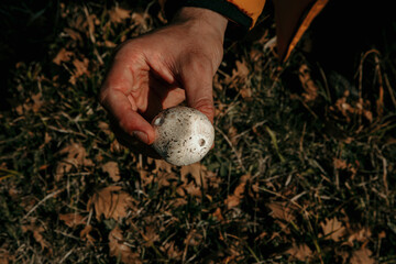 Close-up of the hand a mushroom in autumn. Man holding a mushroom. 