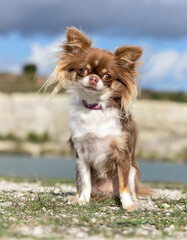 chihuahua on the beach