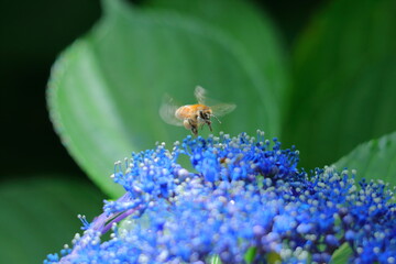 雨に濡れて咲く