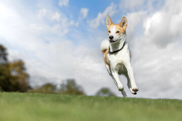 Running dog