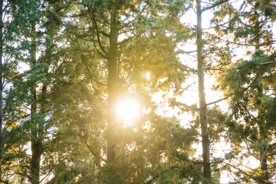Sun behind the pine trees in the forest. Earth Day or carbon net zero or carbon neutrality concept photo. Overexposed effect.