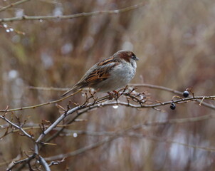 A sparrow is sitting on a wet branch of a bush