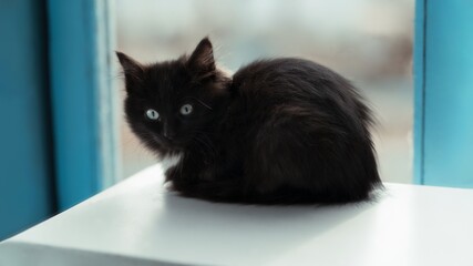 a fluffy black kitten with blue eyes, a black cat with a white collar is sitting, a beautiful kitten.