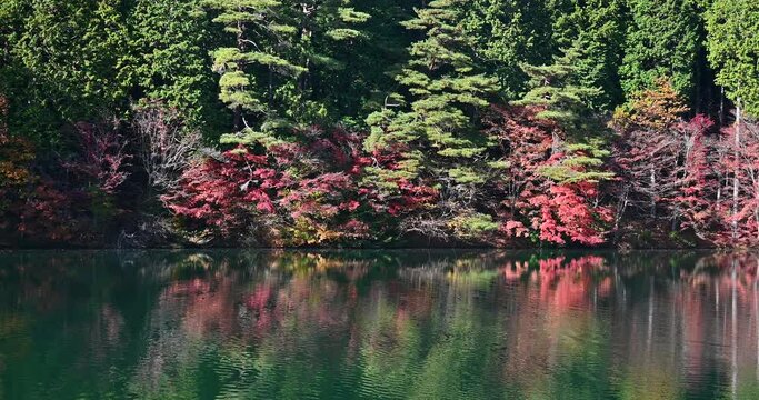 秋の美しい紅葉と湖の写真　南伊奈ヶ湖